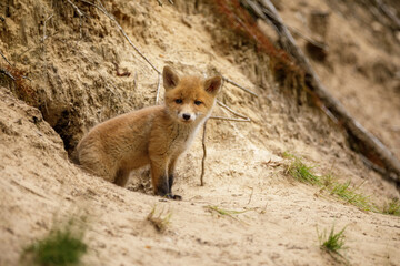 Fuchswelpe am Fuchsbau