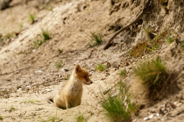 Fuchswelpe am Fuchsbau