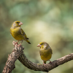 European greenfinch