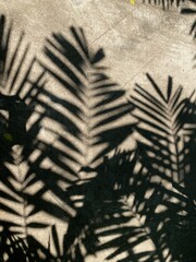 Shadow of palm fronds on the ground.