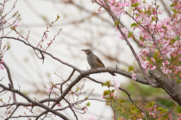 bird on a branch