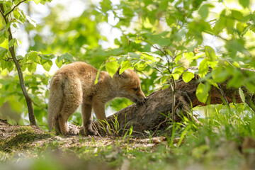 Fuchswelpe am Fuchsbau
