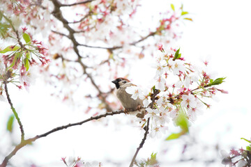 Sparrow on the branch