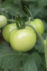 Beautiful green tomatoes grown in a greenhouse
