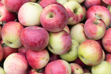 Various fresh red apple from garden