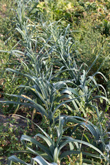 Growing leek vegetable in the ground in an agricultural field