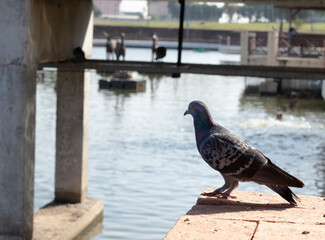 pigeon stands on a cement pole.
