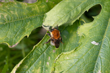 Bumblebee close up on green leaf