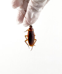 Dead brown cockroach on white background.