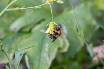 Bumblebee on the yellow flower in the garden