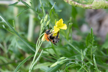 Bumblebee on the yellow flower in the garden