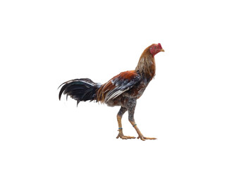 Rooster isolated on white background