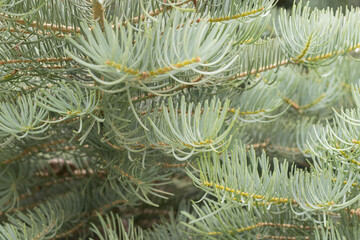 Naklejka na ściany i meble Close up green spruce needles