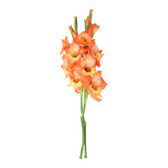 Orange gladiolus flower stems isolated on transparent background	
