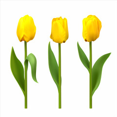 Yellow tulips isolated on white. Vector illustration.