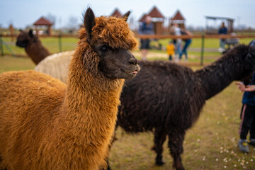 Fototapeta premium Lamas in contact zoo with domestic animals and people in Zelcin, Czech republic.