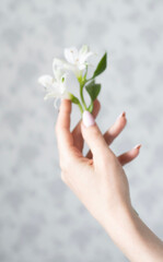 Flower in hands on a white background