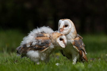 Barn owl (Tyto alba). Juvenile barn owl with one of the parents sitting togheter in Noord Brabant in the Netherlands.