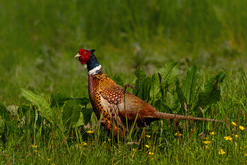 Ring-necked Pheasant (Phasianus colchicus) male showing his beautiful colors in the courtship period in a meadow in Gelderland in the Netherlands. Green background