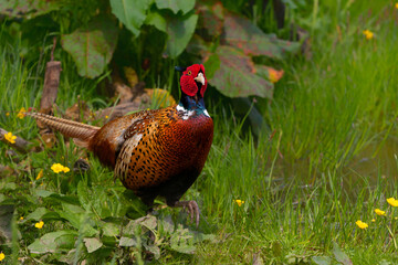 Ring-necked Pheasant (Phasianus colchicus) male showing his beautiful colors in the courtship period in a meadow in Gelderland in the Netherlands. Green background