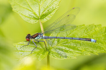 Red-eyed Damselfly,  Erythromma najas