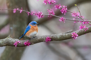 bluebird in redbud tree