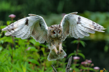 Beautiful long-eared owl (Asio otus) flying over an open spot in the forest of Noord Brabant in the Netherlands.      