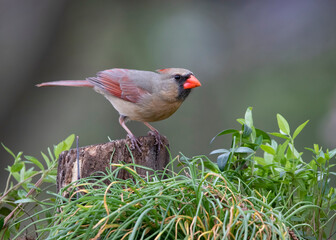 cardinal