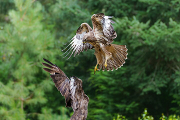 Common Buzzard (Buteo buteo) attacks another common buzzard in the forest of Noord Brabant in the Netherlands.  Green forest background