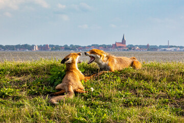 Füchse auf dem Deich mit Stadt Barth im Hintergrund.