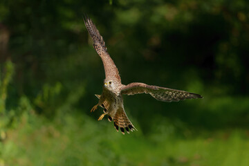 Common Kestrel (Falco innunculus) flying in the meadows in the Netherlands        