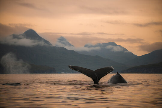 View of a whale tail in the sea of Unalaska bay at the sunset, Unalaska, Alaska, United States.