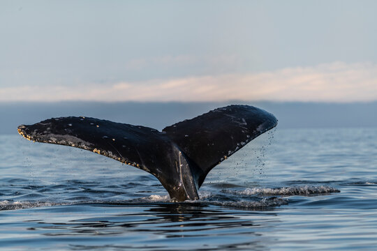 View of a whale tail in the sea of Unalaska bay, Unalaska, Alaska, United States.