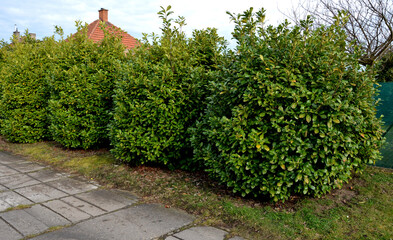 Fototapeta na wymiar An evergreen shrub in front of a fence of light wood planks will improve opacity ofstreet, old large bushes, brick, wall, gray, lush, residential, house, privacy, barrier