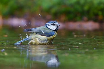 Eurasian blue tit (Cyanistes caeruleus) 
taking a bath in a pond in the forest in the Netherlands 