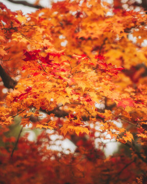 View of Maple Tree Leaves during koyo season, Nagano, Japan.