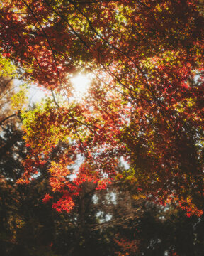 View of Maple Tree Leaves during koyo season, Yamanashi, Japan.