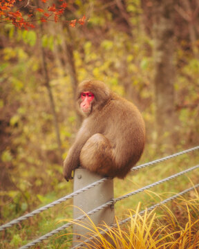 View of a Japanese macaque sitting on a pole of a mountain road, Nagano, Japan.