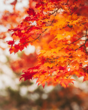 View of Maple Tree Leaves during koyo season, Nagano, Japan.