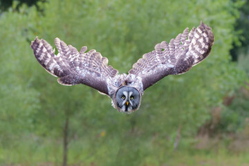 Great Grey Owl or Lapland Owl (Strix nebulosa) flying on the bank of a lake in Gelderland in the Netherlands  