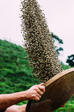 Person lifting and sifting unprocessed Arabica coffee beans in the traditional method in Minas Gerais, Brazil