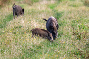Wildschweine auf Wiese.