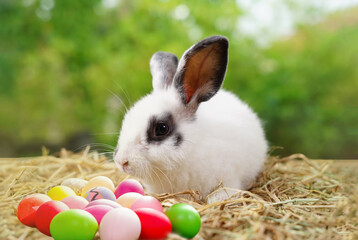 baby adorable bunny decorated with easter eggs, concept to easter celebration in April