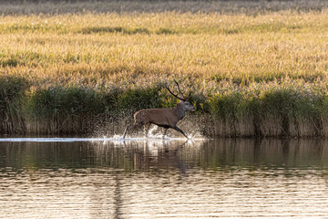 Hirschbrunft am Darßer Ort.