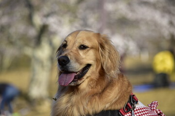 桜見物の愛犬
