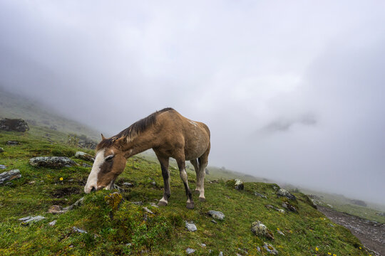 Horse at Soraypampa camping area in foggy weather, Salkantay trek, Mollepata, The Andes, Cusco, Peru