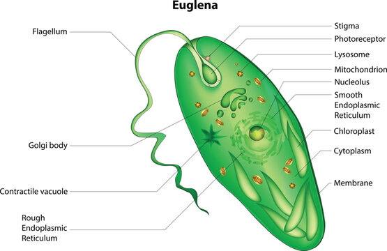 euglena