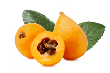 fresh loquat fruit with leaf isolated on white background
