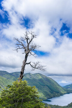 Tree and Tinquilco lake, Huerquehue National Park, Pucon, Chile