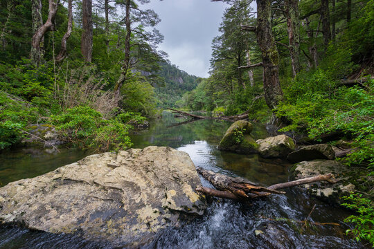 Stream running through forest, Huerquehue National Park, Pucon, Chile